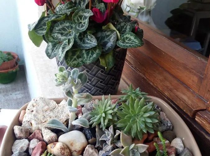 Alojamento de Acomodação e Pequeno-almoço Mary Beb Le Torri